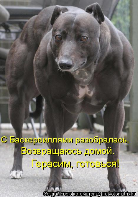 С Баскервиллями разобралась. Возвращаюсь домой. Герасим, готовься!... Котоматрица: С Баскервиллями разобралась. Возвращаюсь домой. Герасим, готовься!