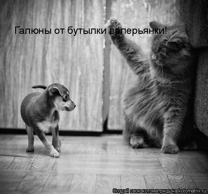 Галюны от бутылки валерьянки!... Котоматрица: Галюны от бутылки валерьянки!