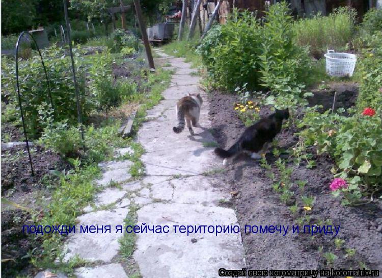 подожди меня я сейчас територию помечу и приду... Котоматрица: подожди меня я сейчас територию помечу и приду