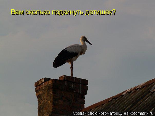 Вам сколько подкинуть детишек?... Котоматрица: Вам сколько подкинуть детишек?