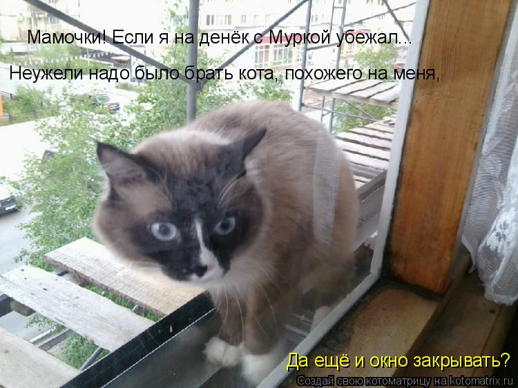 Мамочки! Если я на денёк с Муркой убежал... Неужели надо было брать кота, похожего на меня, Да ещё и ... Котоматрица: Мамочки! Если я на денёк с Муркой убежал... Неужели надо было брать кота, похожего на меня, Да ещё и окно закрывать?