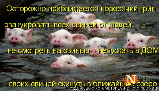 Осторожно приближается поросячий грип эвакуировать всех свиней от людей не смотреть на свинью , непу... Котоматрица: Осторожно приближается поросячий грип эвакуировать всех свиней от людей не смотреть на свинью , непускать в ДОМ своих свиней скинуть в бли