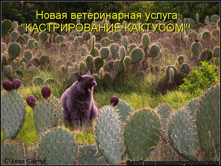 Новая услуга в ветклините: Новая ветеринарная услуга: "КАСТРИРОВАНИЕ КАКТУСОМ"!... Котоматрица: Новая услуга в ветклините: Новая ветеринарная услуга: "КАСТРИРОВАНИЕ КАКТУСОМ"!