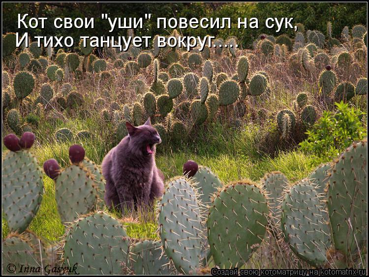 Кот свои "уши" повесил на сук, И тихо танцует вокруг........ Котоматрица: Кот свои "уши" повесил на сук, И тихо танцует вокруг.....
