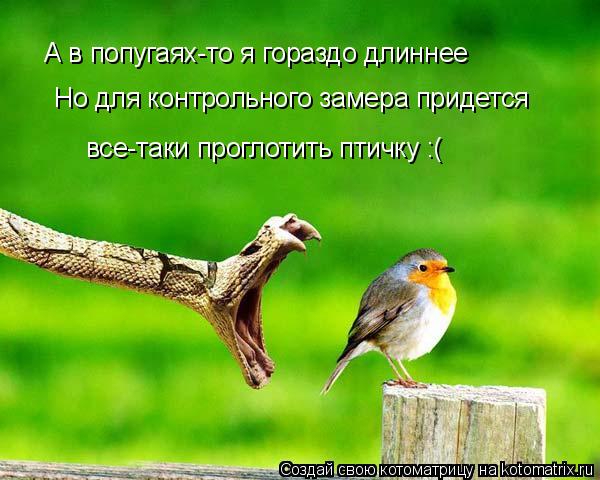 А в попугаях-то я гораздо длиннее Но для контрольного замера придется все-таки проглотить птичку :(... Котоматрица: А в попугаях-то я гораздо длиннее Но для контрольного замера придется все-таки проглотить птичку :(