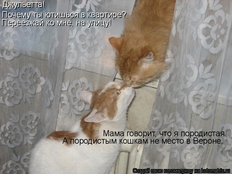 Джульетта! Почему ты ютишься в квартире? Переезжай ко мне, на улицу! Мама говорит, что я породистая. ... Котоматрица: Джульетта! Почему ты ютишься в квартире? Переезжай ко мне, на улицу! Мама говорит, что я породистая. А породистым кошкам не место в Вероне.