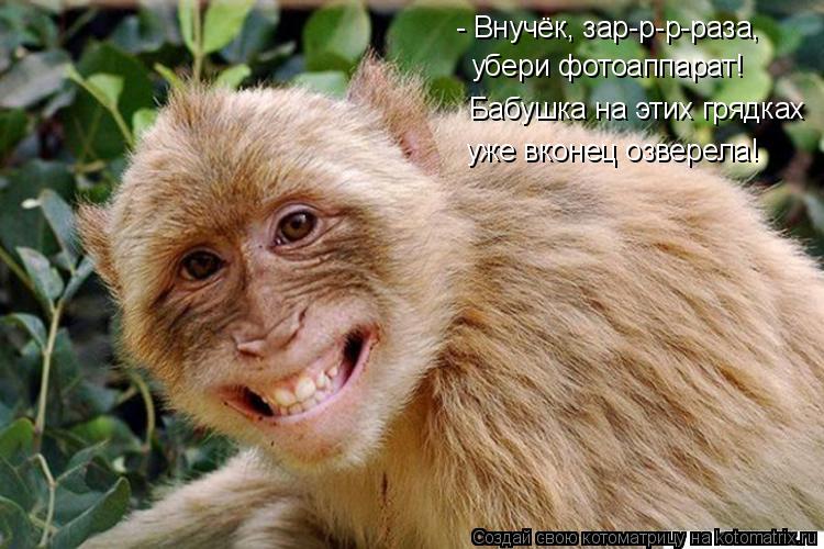- Внучёк, зар-р-р-раза, убери фотоаппарат! Бабушка на этих грядках уже вконец озверела!... Котоматрица: - Внучёк, зар-р-р-раза, убери фотоаппарат! Бабушка на этих грядках уже вконец озверела!