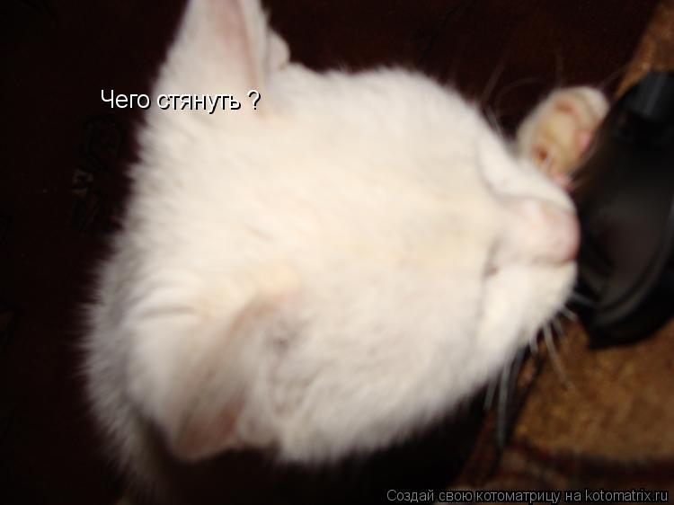 Чего стянуть ?... Котоматрица: Чего стянуть ?