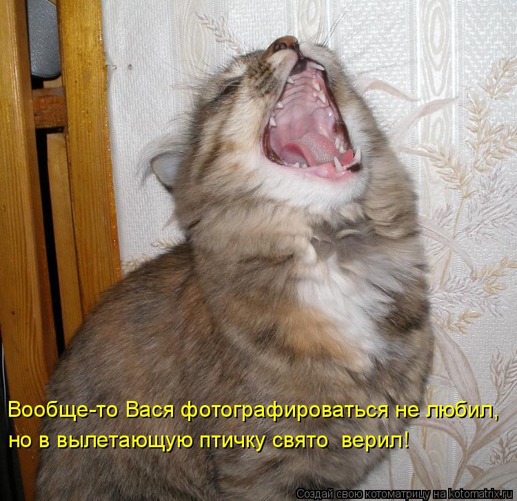 Вообще-то Вася фотографироваться не любил, но в вылетающую птичку свято верил!... Котоматрица: Вообще-то Вася фотографироваться не любил, но в вылетающую птичку свято верил!
