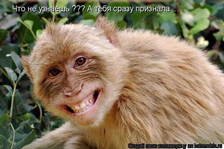 Что не узнаёшь ??? А тебя сразу признала ...... Котоматрица: Что не узнаёшь ??? А тебя сразу признала ...
