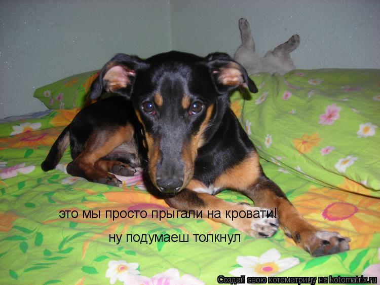 это мы просто прыгали на кровати! ну подумаеш толкнул... Котоматрица: это мы просто прыгали на кровати! ну подумаеш толкнул
