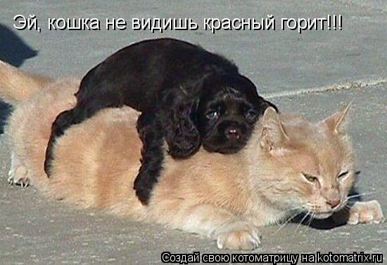 Эй, кошка не видишь красный горит!!!... Котоматрица: Эй, кошка не видишь красный горит!!!