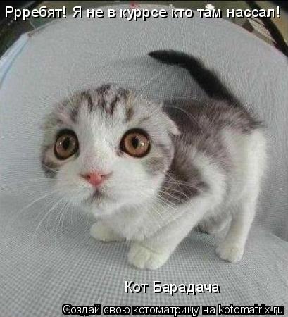 Ррребят! Я не в куррсе кто там нассал! Кот Барадача... Котоматрица: Ррребят! Я не в куррсе кто там нассал! Кот Барадача