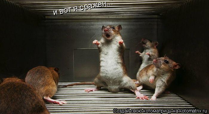 и вот я сражен...... Котоматрица: и вот я сражен...