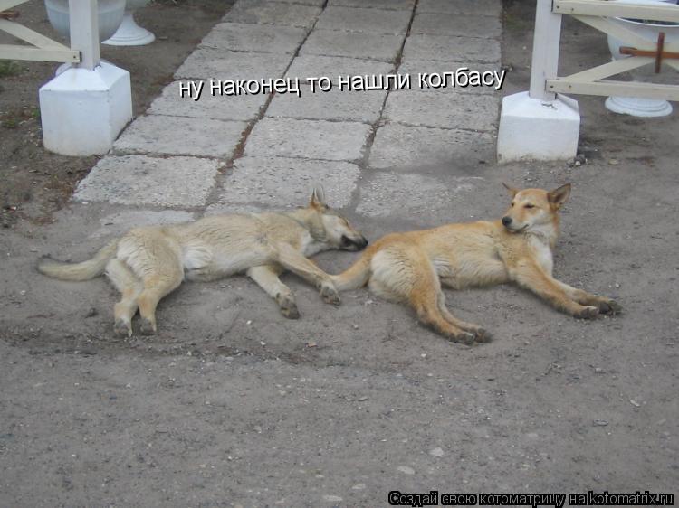 ну наконец то нашли колбасу... Котоматрица: ну наконец то нашли колбасу