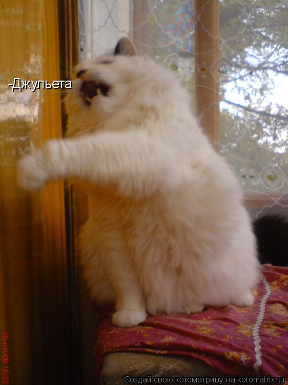-Джульета... Котоматрица: -Джульета