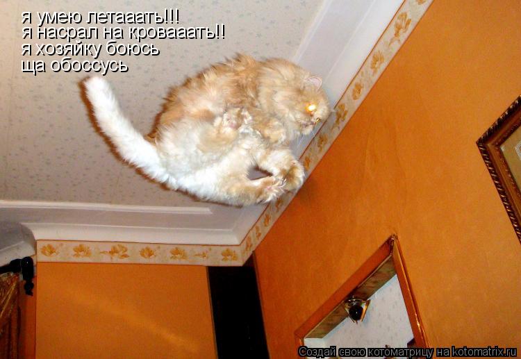 я умею летааать!!! я насрал на кровааать!! я хозяйку боюсь ща обоссусь... Котоматрица: я умею летааать!!! я насрал на кровааать!! я хозяйку боюсь ща обоссусь