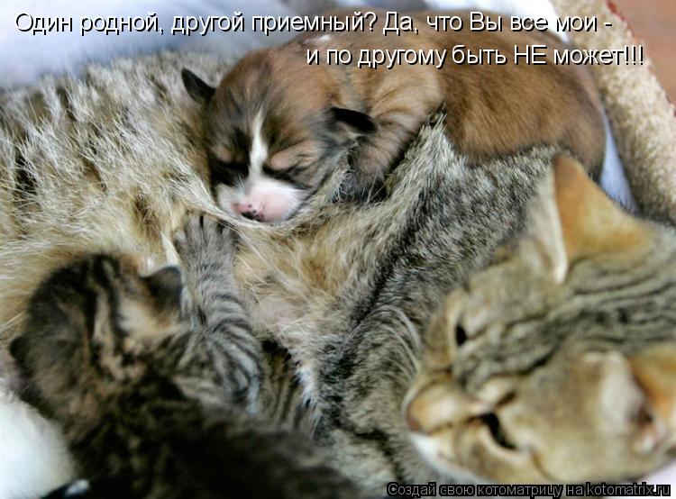 Один родной, другой приемный? Да, что Вы все мои - и по другому быть НЕ может!!!... Котоматрица: Один родной, другой приемный? Да, что Вы все мои - и по другому быть НЕ может!!!