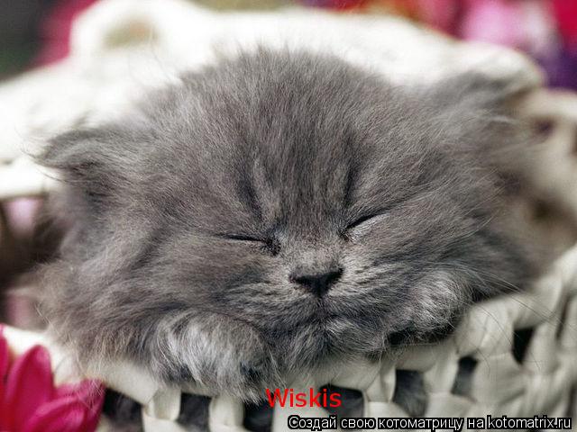 Wiskis... Котоматрица: Wiskis