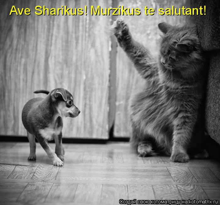 Аve Sharikus! Murzikus te salutant!... Котоматрица: Аve Sharikus! Murzikus te salutant!