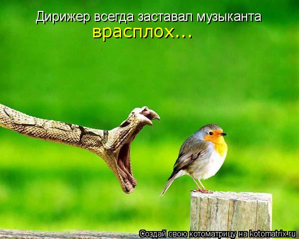 Дирижер всегда заставал музыканта врасплох...... Котоматрица: Дирижер всегда заставал музыканта врасплох...