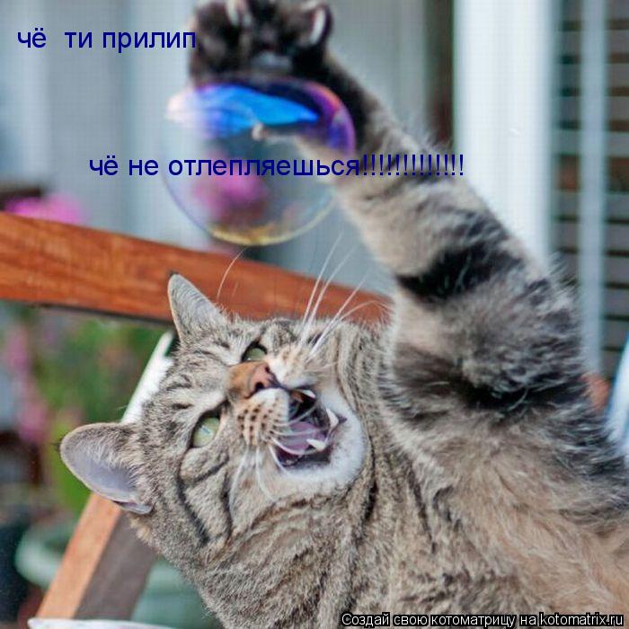 чё ти прилип чё не отлепляешься!!!!!!!!!!!!!... Котоматрица: чё ти прилип чё не отлепляешься!!!!!!!!!!!!!
