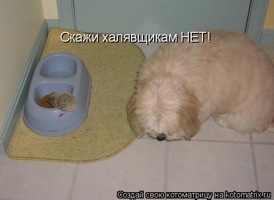 Скажи халявщикам НЕТ!... Котоматрица: Скажи халявщикам НЕТ!