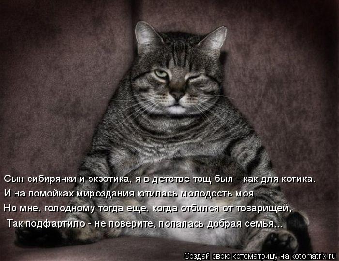 Сын сибирячки и экзотика, я в детстве тощ был - как для котика. И на помойках мироздания ютилась мо... Котоматрица: Сын сибирячки и экзотика, я в детстве тощ был - как для котика. И на помойках мироздания ютилась молодость моя. Но мне, голодному тогда еще,