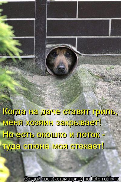 Когда на даче ставят гриль, меня хозяин закрывает! Но есть окошко и лоток - туда слюна моя стекае... Котоматрица: Когда на даче ставят гриль, меня хозяин закрывает! Но есть окошко и лоток - туда слюна моя стекает!