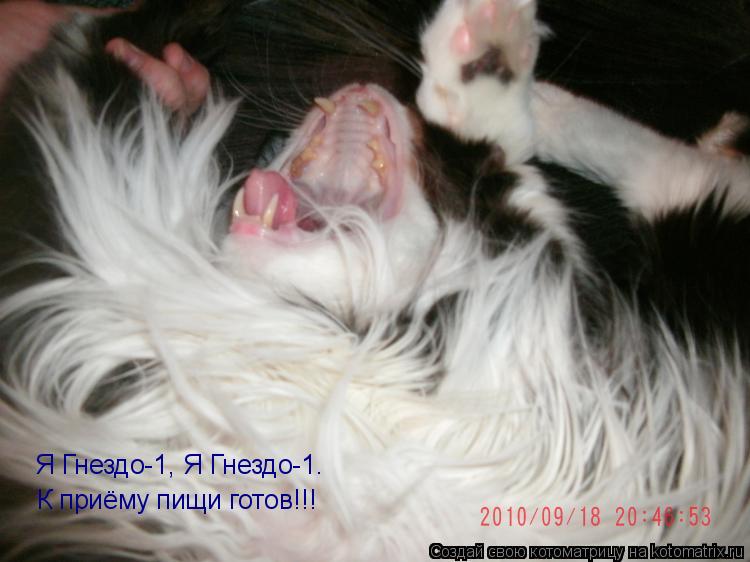 Я Гнездо-1, Я Гнездо-1. К приёму пищи готов!!!... Котоматрица: Я Гнездо-1, Я Гнездо-1. К приёму пищи готов!!!