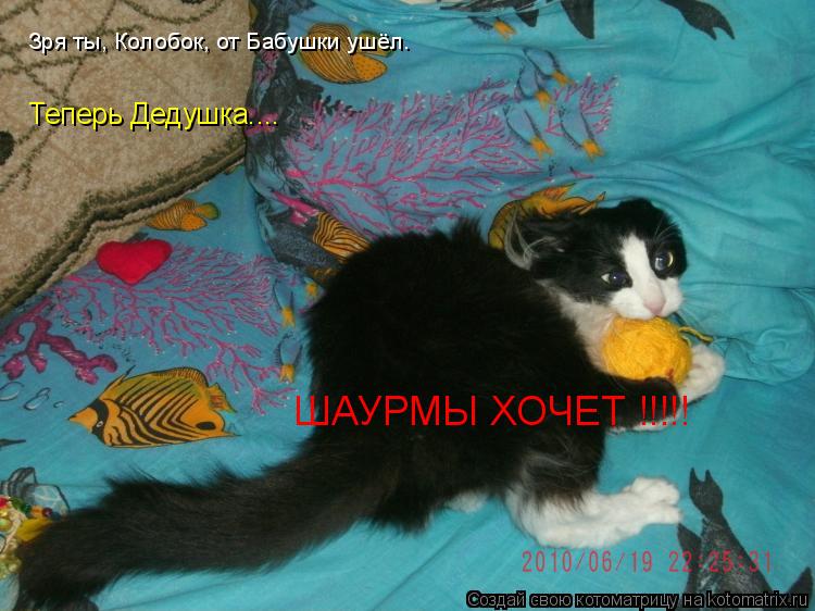 Зря ты, Колобок, от Бабушки ушёл. Теперь Дедушка.... ШАУРМЫ ХОЧЕТ !!!!!... Котоматрица: Зря ты, Колобок, от Бабушки ушёл. Теперь Дедушка.... ШАУРМЫ ХОЧЕТ !!!!!