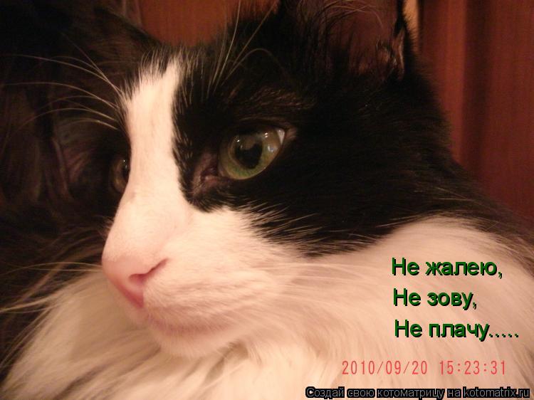 Не жалею, Не зову, Не плачу........ Котоматрица: Не жалею, Не зову, Не плачу.....