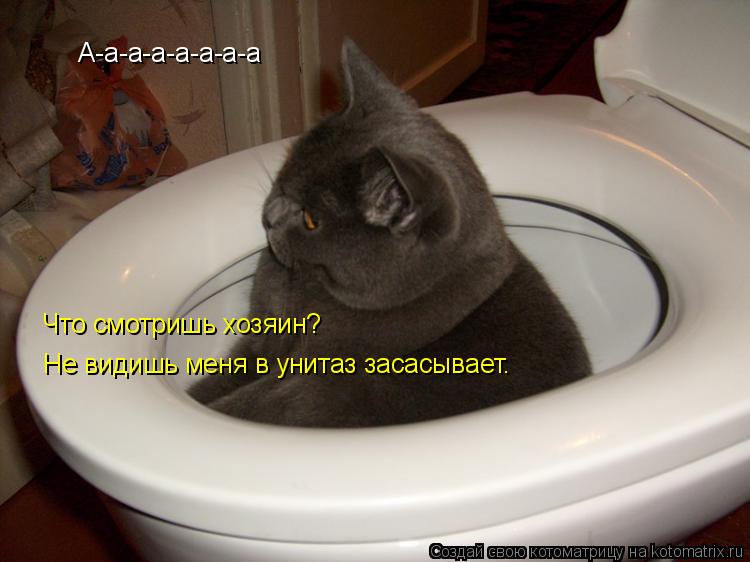 А-а-а-а-а-а-а-а Что смотришь хозяин? Не видишь меня в унитаз засасывает.... Котоматрица: А-а-а-а-а-а-а-а Что смотришь хозяин? Не видишь меня в унитаз засасывает.