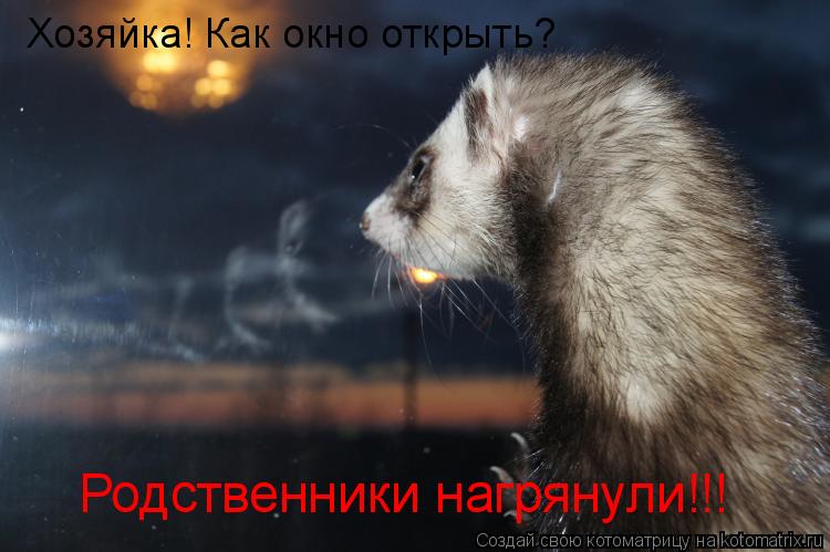 Хозяйка! Как окно открыть? Родственники нагрянули!!!... Котоматрица: Хозяйка! Как окно открыть? Родственники нагрянули!!!