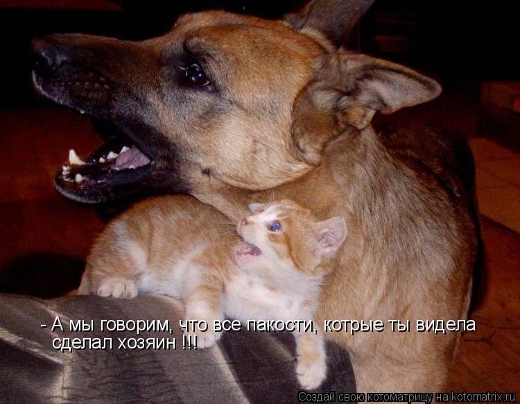 - А мы говорим, что все пакости, котрые ты видела сделал хозяин !!!... Котоматрица: - А мы говорим, что все пакости, котрые ты видела сделал хозяин !!!