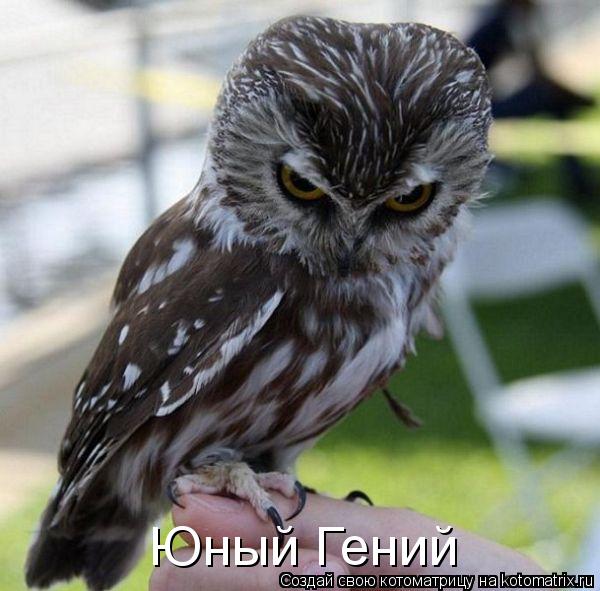 Юный Гений... Котоматрица: Юный Гений