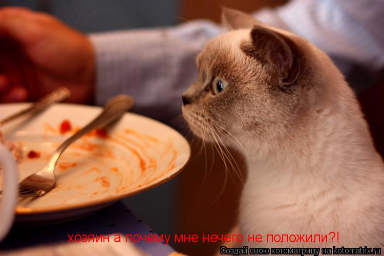 хозяин а почему мне нечего не положили?!... Котоматрица: хозяин а почему мне нечего не положили?!