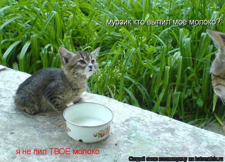 мурзик кто выпил моё молоко? я не пил ТВОЕ молоко... Котоматрица: мурзик кто выпил моё молоко? я не пил ТВОЕ молоко