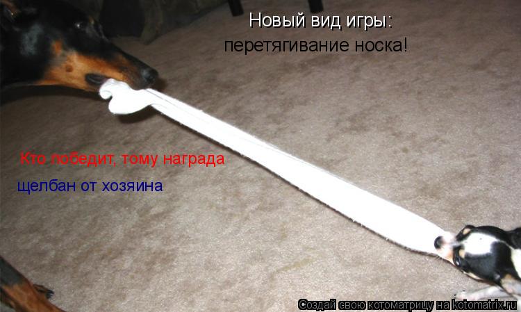 Новый вид игры: перетягивание носка! Кто победит, тому награда щелбан от хозяина... Котоматрица: Новый вид игры: перетягивание носка! Кто победит, тому награда щелбан от хозяина