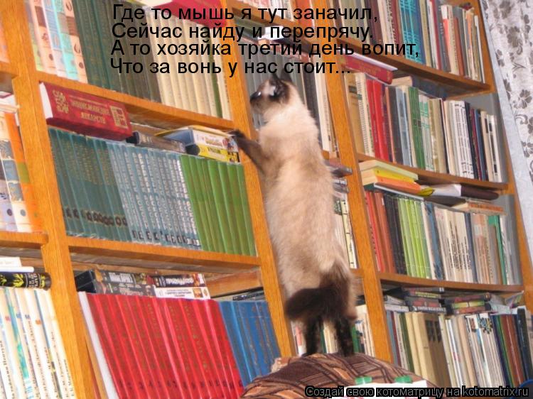 Где то мышь я тут заначил, Сейчас найду и перепрячу. А то хозяйка третий день вопит, Что за вонь у на... Котоматрица: Где то мышь я тут заначил, Сейчас найду и перепрячу. А то хозяйка третий день вопит, Что за вонь у нас стоит...