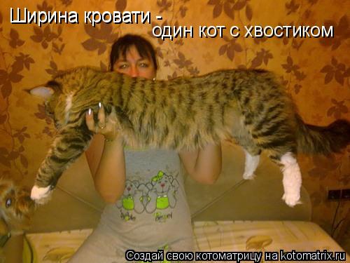 Котоматрица: Ширина кровати -  Ширина кровати -  один кот с хвостиком