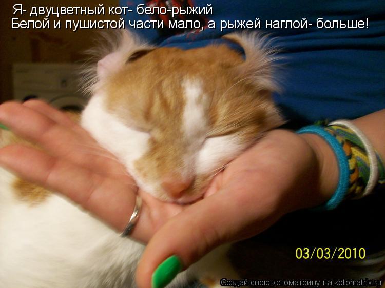 Я- двуцветный кот- бело-рыжий Белой и пушистой части мало, а рыжей наглой- больше!... Котоматрица: Я- двуцветный кот- бело-рыжий Белой и пушистой части мало, а рыжей наглой- больше!