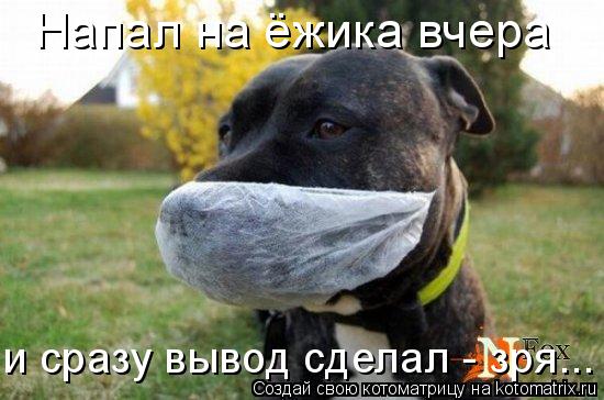 Напал на ёжика вчера и сразу вывод сделал - зря...... Котоматрица: Напал на ёжика вчера и сразу вывод сделал - зря...