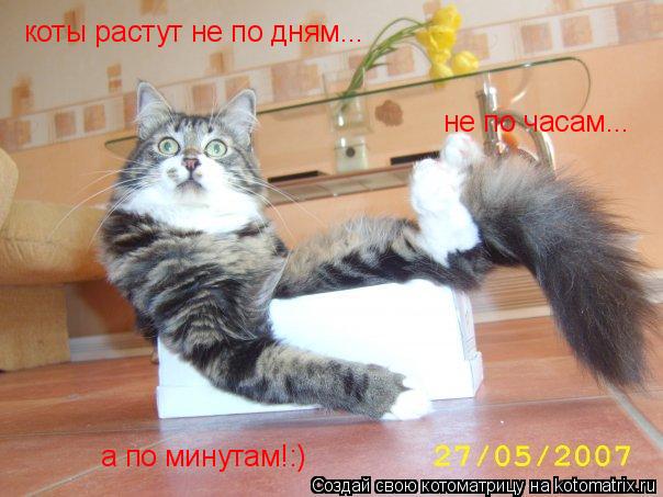 коты растут не по дням... не по часам... а по минутам!:)... Котоматрица: коты растут не по дням... не по часам... а по минутам!:)