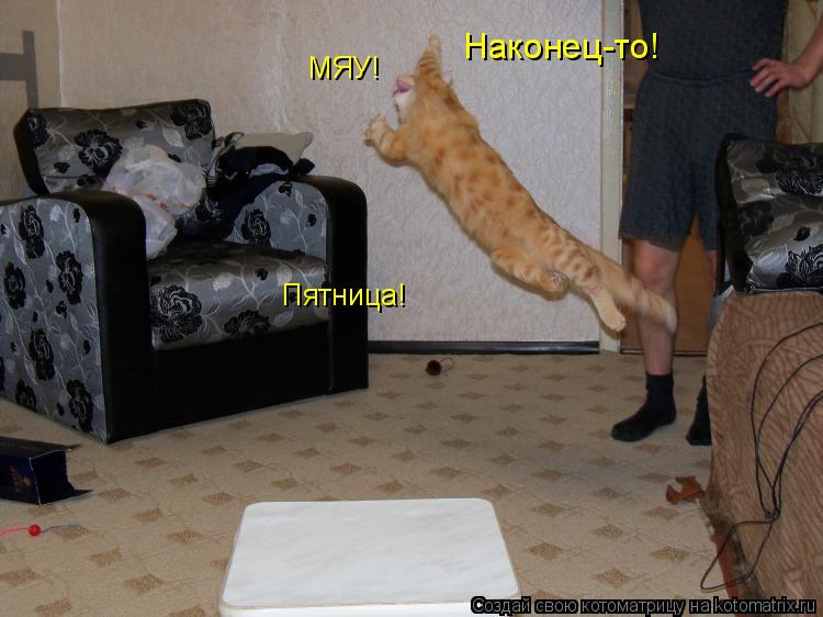 Наконец-то! МЯУ! Пятница!... Котоматрица: Наконец-то! МЯУ! Пятница!
