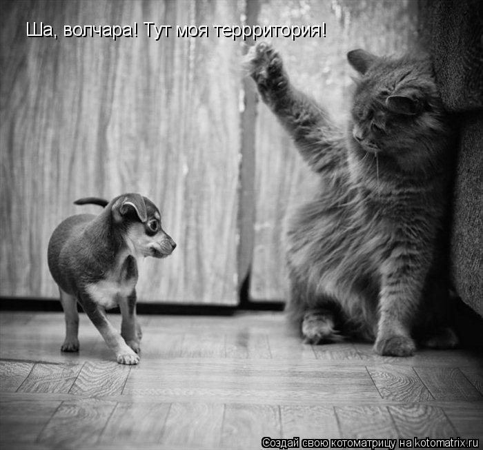 Ша, волчара! Тут моя террритория!... Котоматрица: Ша, волчара! Тут моя террритория!