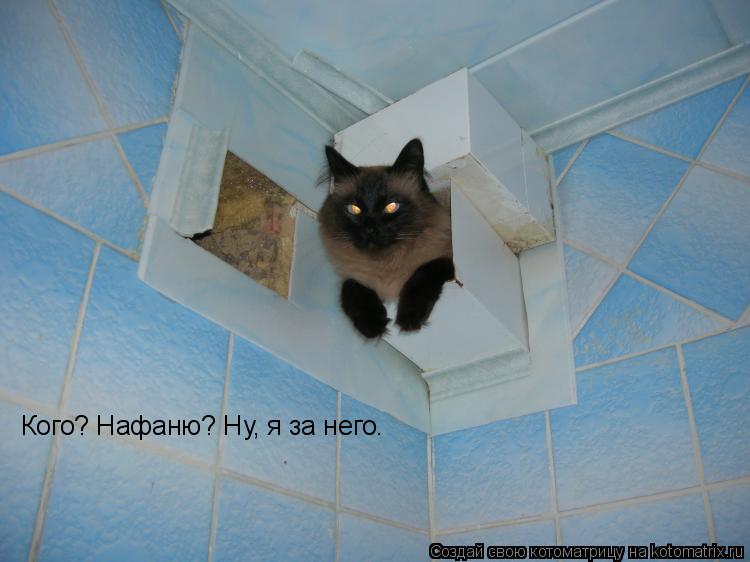 Кого? Нафаню? Ну, я за него.... Котоматрица: Кого? Нафаню? Ну, я за него.