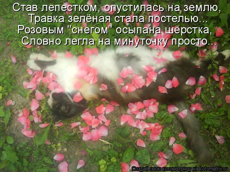 Став лепестком, опустилась на землю, Травка зелёная стала постелью... Розовым "снегом" осыпана шёрстк... Котоматрица: Став лепестком, опустилась на землю, Травка зелёная стала постелью... Розовым "снегом" осыпана шёрстка, Словно легла на минуточку просто...