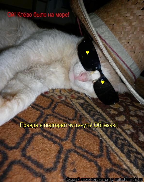 Ой! Клёво было на море! Правда я подгорел чуть-чуть! Облезаю! ♥ ♥... Котоматрица: Ой! Клёво было на море! Правда я подгорел чуть-чуть! Облезаю! ♥ ♥