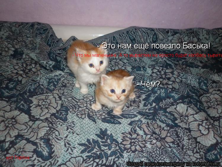 - Это нам ещё повезло Баська! - Чем? - Что мы маленькие. А то вырастем не просто будет колбасу тырить... Котоматрица: - Это нам ещё повезло Баська! - Чем? - Что мы маленькие. А то вырастем не просто будет колбасу тырить! кот Торпик